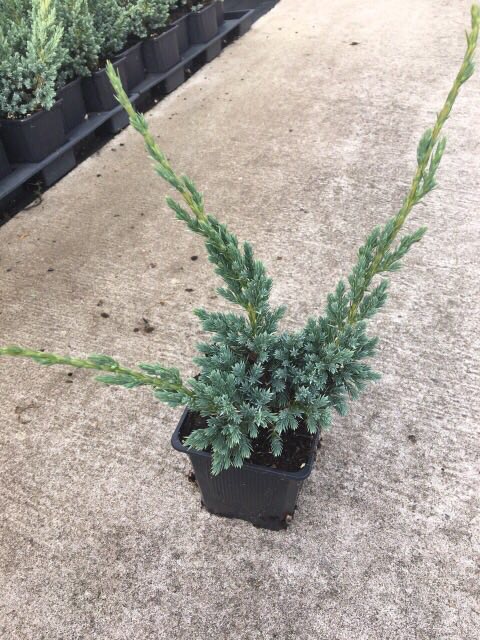 Можжевельник китайский Блю Альпс